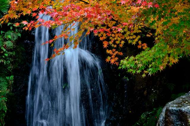 由志園の紅葉