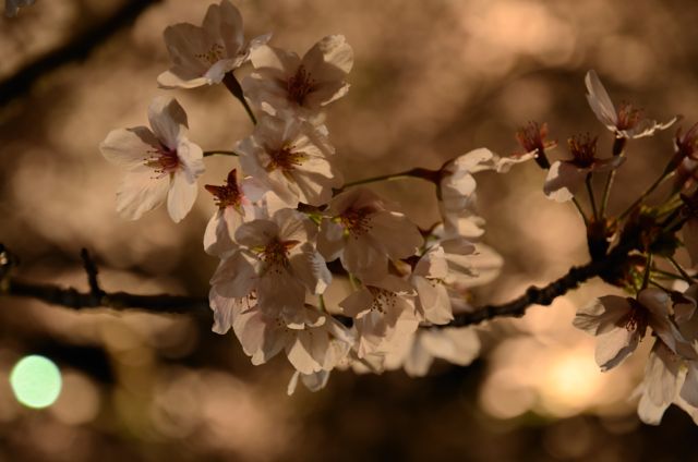 山陰夜桜(玉造)