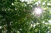 新緑のブナ林と太陽
