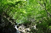 新緑のブナ林と権現滝