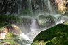 新緑のブナ林と権現滝