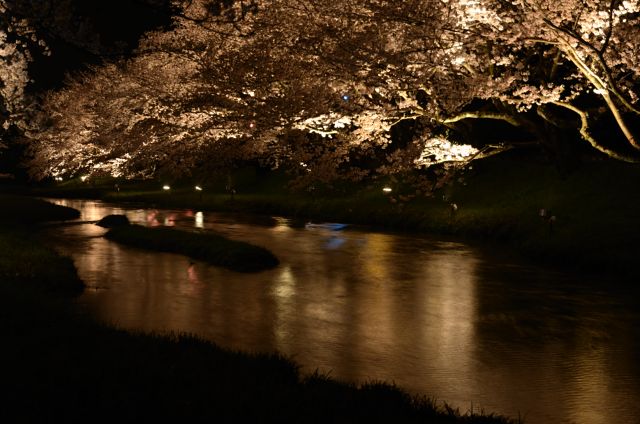 山陰夜桜(玉造)