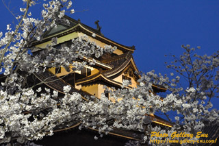 松江城の桜