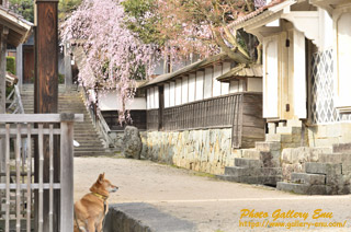 ギャラリーエヌ 桜