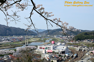 ギャラリーエヌ 桜